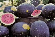吃个宇宙大瓜 